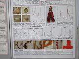 IMG_4254